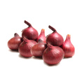 Best selling products new zealand onions